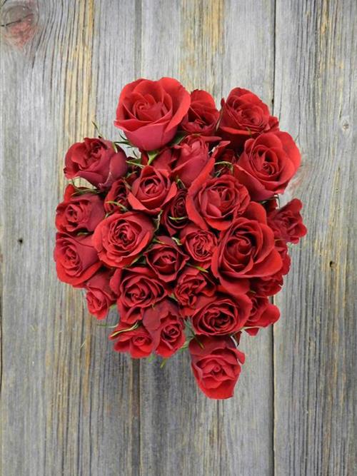 SCARLETTE MIMI   RED SPRAY ROSES